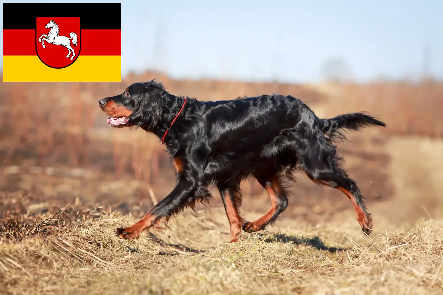 Read more about the article Gordon Setter opdrættere og hvalpe i Niedersachsen