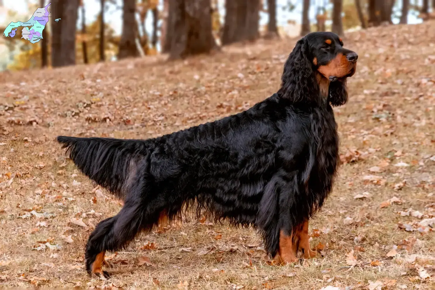 Read more about the article Gordon Setter opdrættere og hvalpe i Nordjylland