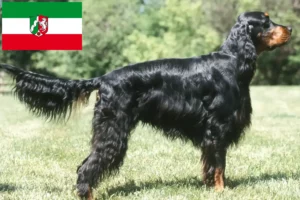 Read more about the article Gordon Setter opdrættere og hvalpe i Nordrhein-Westfalen