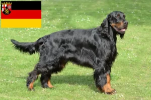 Read more about the article Gordon Setter opdrættere og hvalpe i Rheinland-Pfalz