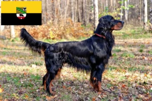 Read more about the article Gordon Setter opdrættere og hvalpe i Sachsen-Anhalt