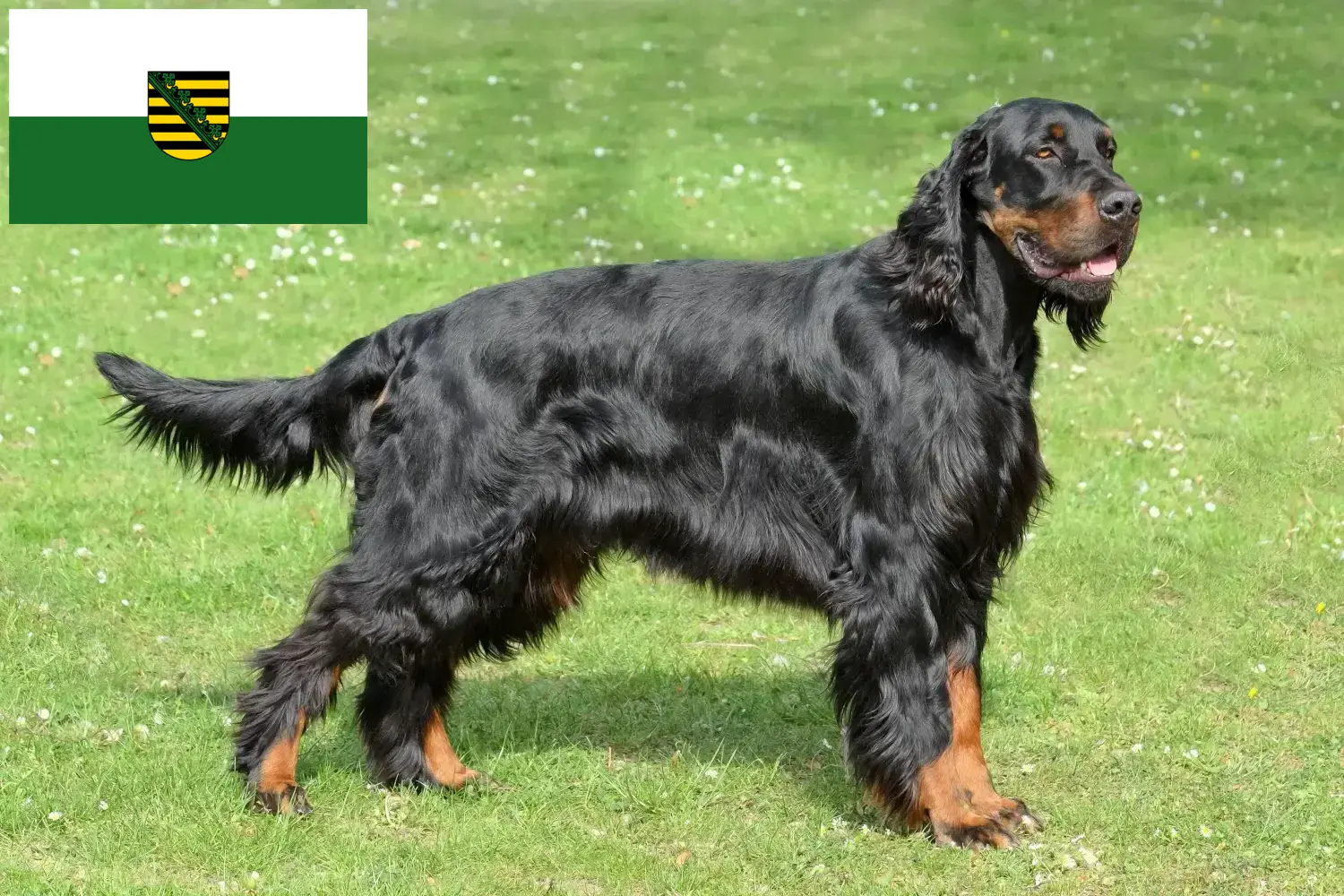 Read more about the article Gordon Setter opdrættere og hvalpe i Sachsen