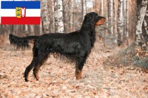 Read more about the article Gordon Setter opdrættere og hvalpe i Schleswig-Holstein
