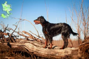 Read more about the article Gordon Setter opdrættere og hvalpe på Sjælland
