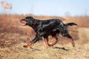 Read more about the article Gordon Setter opdrættere og hvalpe i Syddanmark
