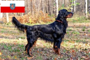 Read more about the article Gordon Setter opdrættere og hvalpe i Thüringen