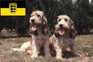 Read more about the article Grand Basset Griffon Vendéen opdrættere og hvalpe i Baden-Württemberg