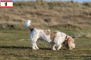 Read more about the article Grand Basset Griffon Vendéen opdrættere og hvalpe i Berlin