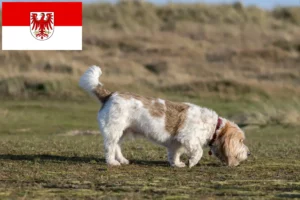 Read more about the article Grand Basset Griffon Vendéen opdrættere og hvalpe i Brandenburg