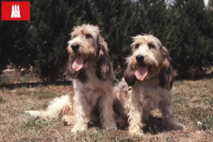 Read more about the article Grand Basset Griffon Vendéen opdrættere og hvalpe i Hamborg