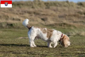 Read more about the article Grand Basset Griffon Vendéen opdrættere og hvalpe i Hessen