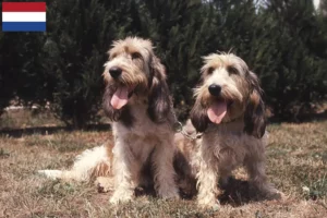 Read more about the article Grand Basset Griffon Vendéen opdrættere og hvalpe i Holland
