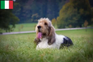 Read more about the article Grand Basset Griffon Vendéen opdrættere og hvalpe i Italien