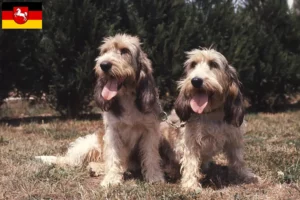 Read more about the article Grand Basset Griffon Vendéen opdrættere og hvalpe i Niedersachsen