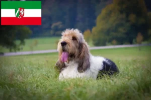 Read more about the article Grand Basset Griffon Vendéen opdrættere og hvalpe i Nordrhein-Westfalen