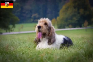 Read more about the article Grand Basset Griffon Vendéen opdrættere og hvalpe i Saarland