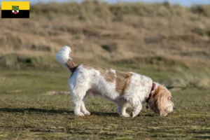 Read more about the article Grand Basset Griffon Vendéen opdrættere og hvalpe i Sachsen-Anhalt