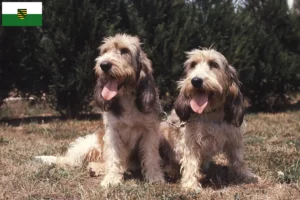 Read more about the article Grand Basset Griffon Vendéen opdrættere og hvalpe i Sachsen