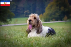 Read more about the article Grand Basset Griffon Vendéen opdrættere og hvalpe i Schleswig-Holstein