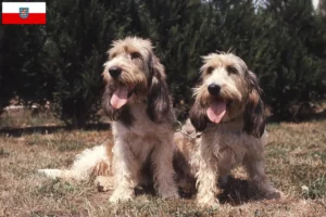 Read more about the article Grand Basset Griffon Vendéen opdrættere og hvalpe i Thüringen