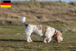 Read more about the article Grand Basset Griffon Vendéen opdrættere og hvalpe i Rheinland-Pfalz