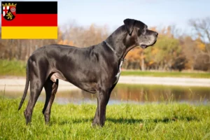 Read more about the article Grand Danois opdrættere og hvalpe i Rheinland-Pfalz
