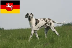 Read more about the article Grand danois opdrættere og hvalpe i Niedersachsen