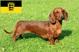 Read more about the article Gravhundeopdrættere og hvalpe i Baden-Württemberg