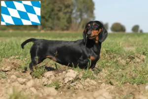 Read more about the article Gravhundeopdrættere og hvalpe i Bayern
