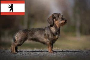 Read more about the article Gravhundeopdrættere og hvalpe i Berlin