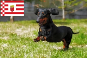 Read more about the article Gravhundeopdrættere og hvalpe i Bremen