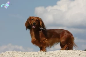 Read more about the article Gravhundeopdrættere og hvalpe i Nordjylland