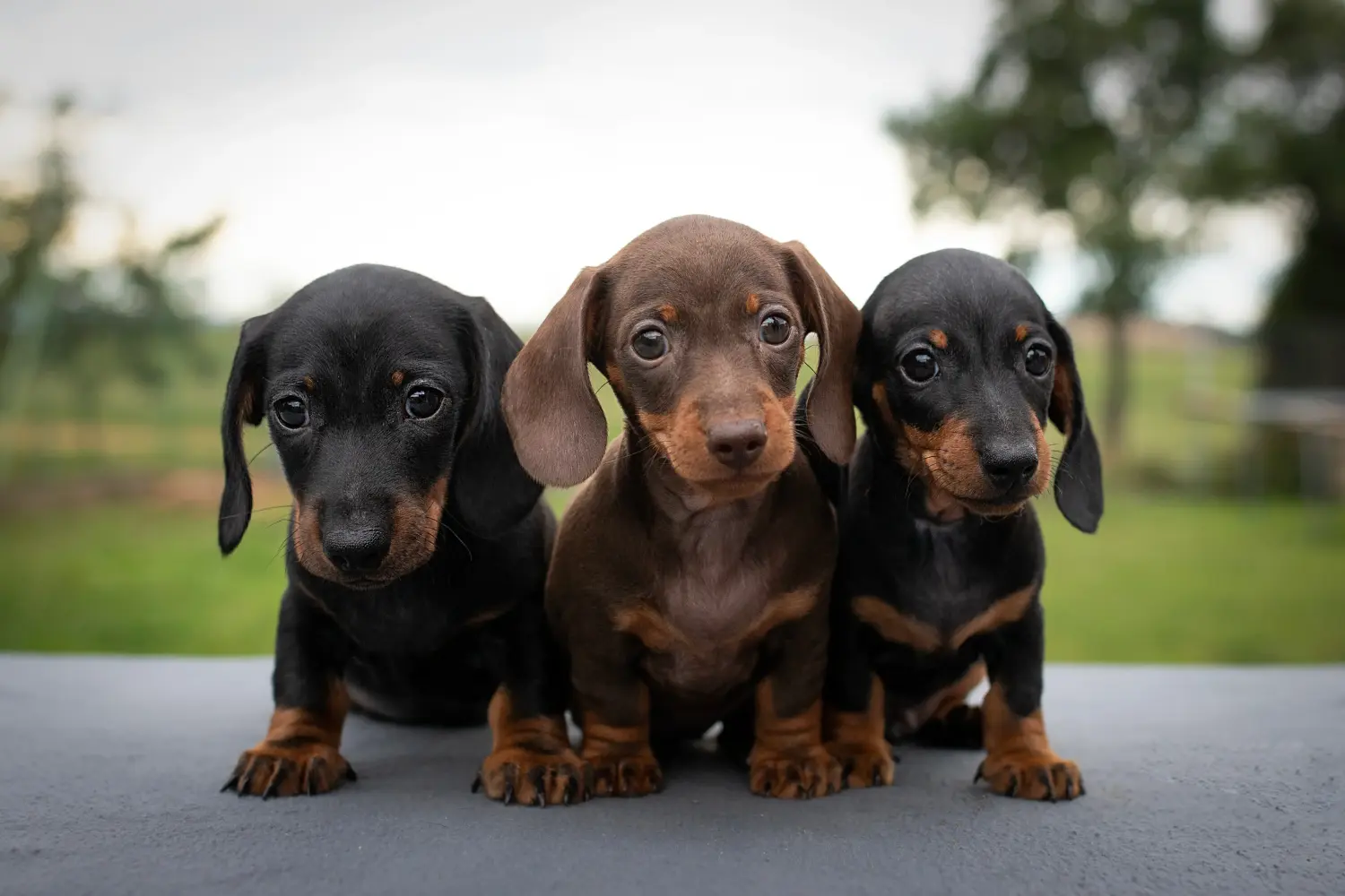 At købe en gravhundehvalp betyder at tage ansvar! Køb gravhundehvalpe.