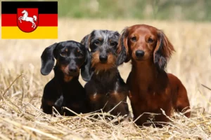 Read more about the article Gravhundeopdrættere og hvalpe i Niedersachsen