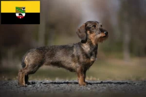 Read more about the article Gravhundeopdrættere og hvalpe i Sachsen-Anhalt
