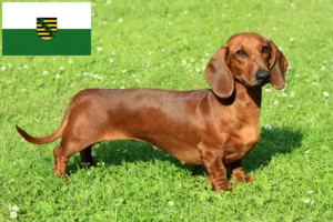 Read more about the article Gravhundeopdrættere og hvalpe i Sachsen