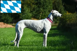 Read more about the article Greyhound-opdrættere og hvalpe i Bayern