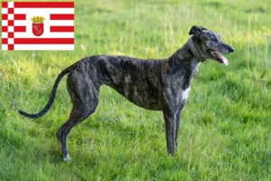 Read more about the article Greyhound-opdrættere og hvalpe i Bremen