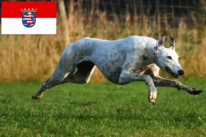 Read more about the article Greyhound-opdrættere og hvalpe i Hessen