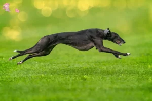 Read more about the article Greyhound-opdrættere og hvalpe i Hovedstaden