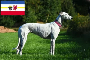 Read more about the article Greyhound-opdrættere og hvalpe i Mecklenburg-Vorpommern