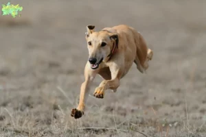 Read more about the article Greyhound opdrættere og hvalpe i Midtjylland
