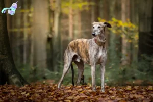 Read more about the article Greyhound-opdrættere og hvalpe i Nordjylland