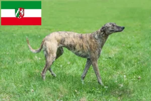 Read more about the article Greyhound-opdrættere og hvalpe i Nordrhein-Westfalen