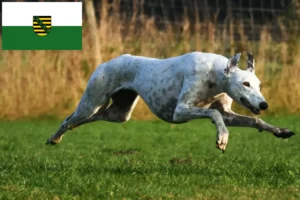 Read more about the article Greyhound-opdrættere og hvalpe i Sachsen