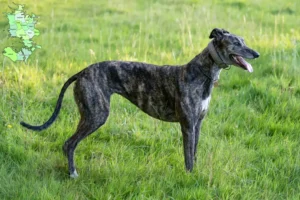 Read more about the article Greyhound-opdrættere og hvalpe på Sjælland