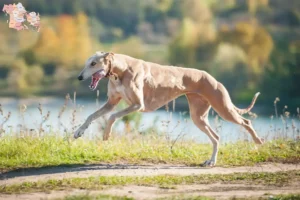 Read more about the article Greyhound-opdrættere og hvalpe i Syddanmark