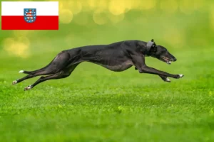 Read more about the article Greyhound-opdrættere og hvalpe i Thüringen