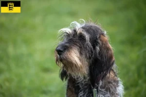 Read more about the article Griffon Bleu de Gascogne opdrættere og hvalpe i Baden-Württemberg