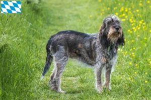 Read more about the article Griffon Bleu de Gascogne opdrættere og hvalpe i Bayern